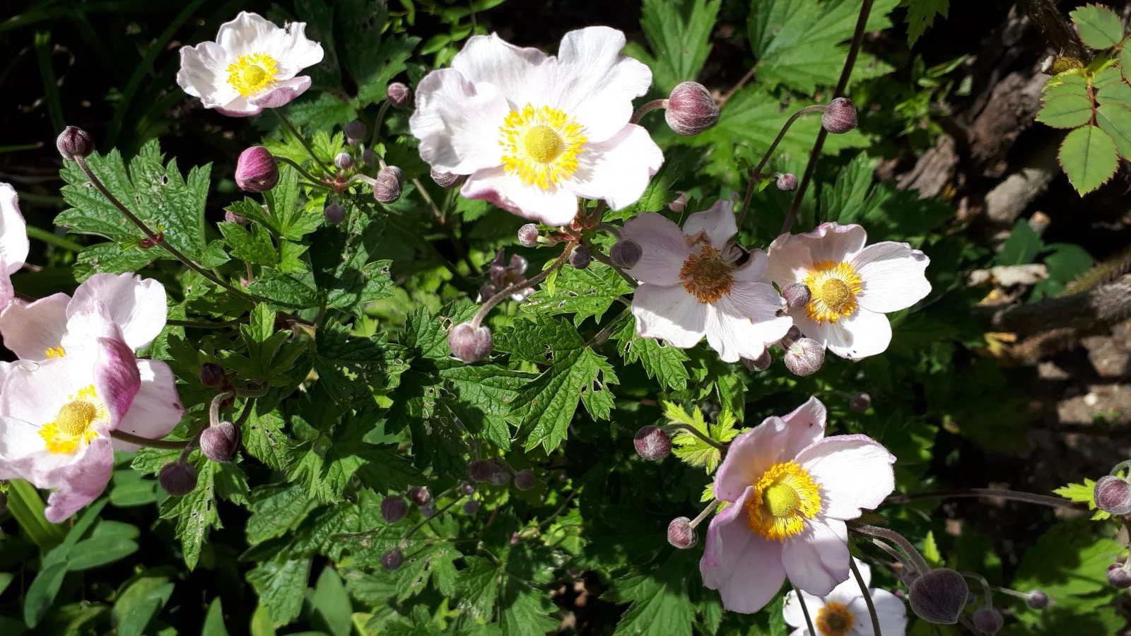 20190717_122433.jpg