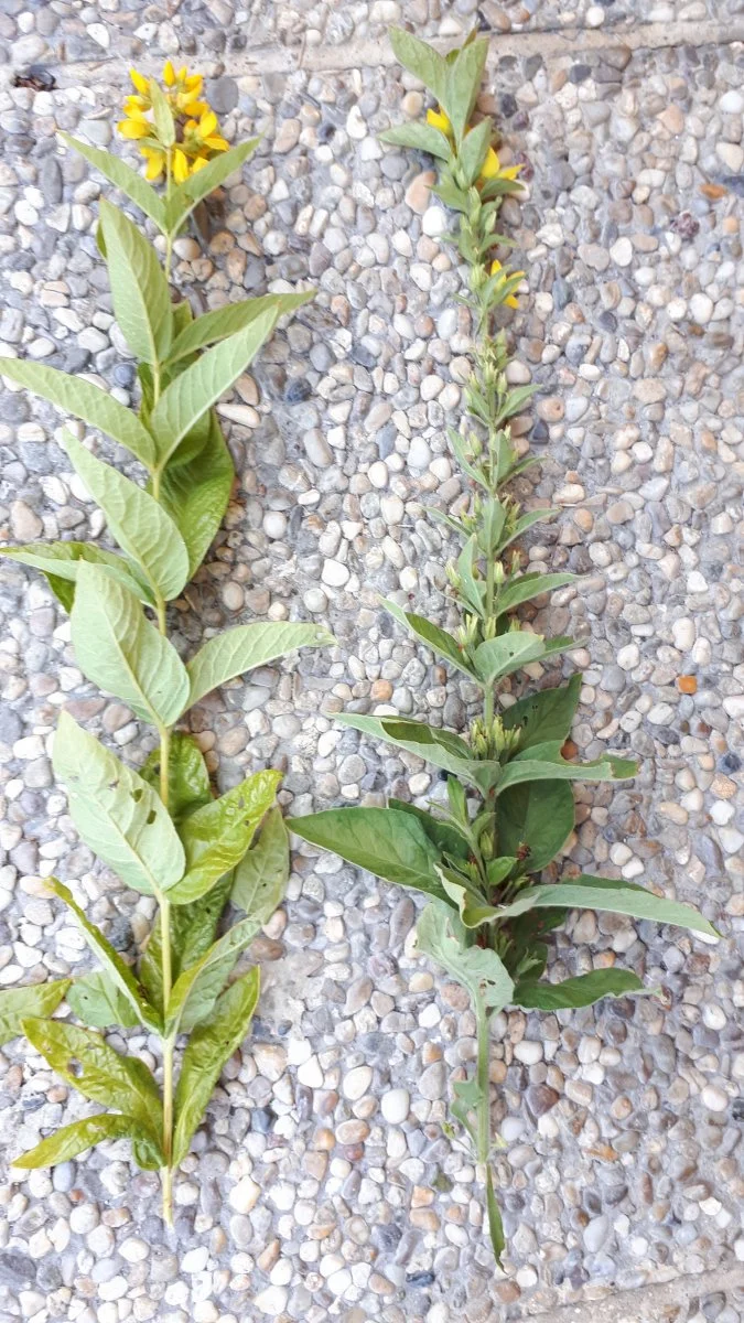 20190717_134547.jpg