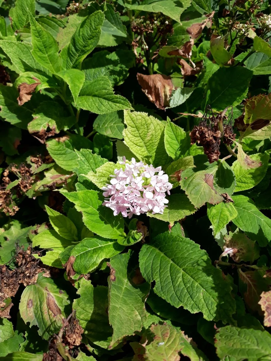 20190808_145103 1.jpg