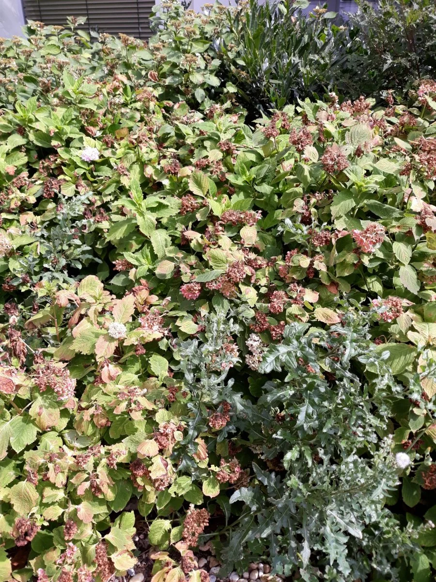 20190808_145118   1.jpg