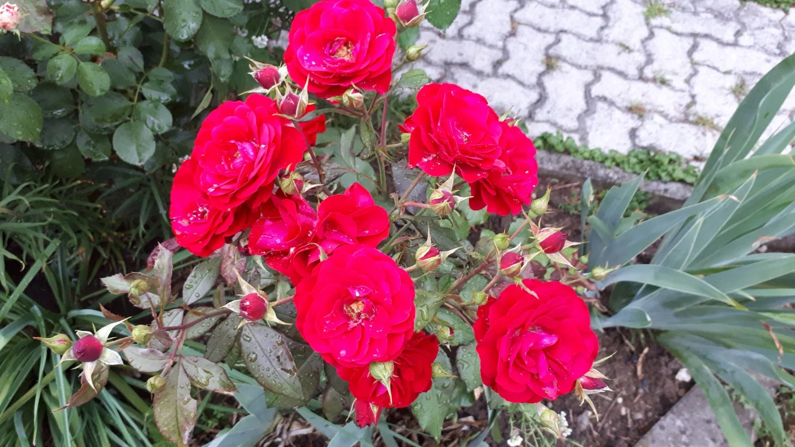 20190810_181331.jpg