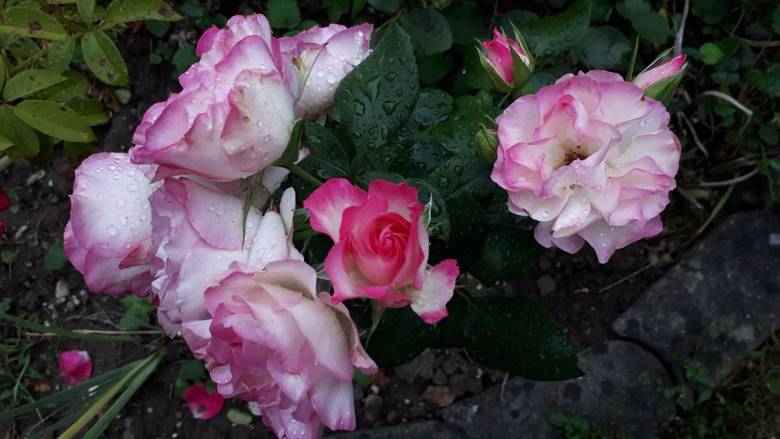 20190810_181436.jpg