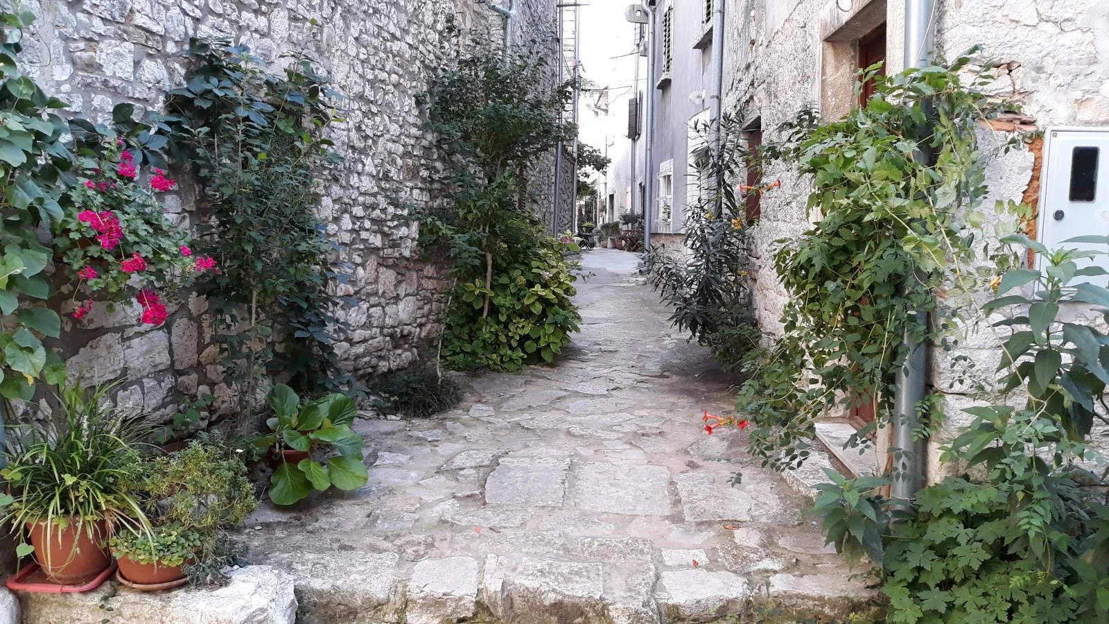 20190816_173650 Blumen Bale Valle.jpg