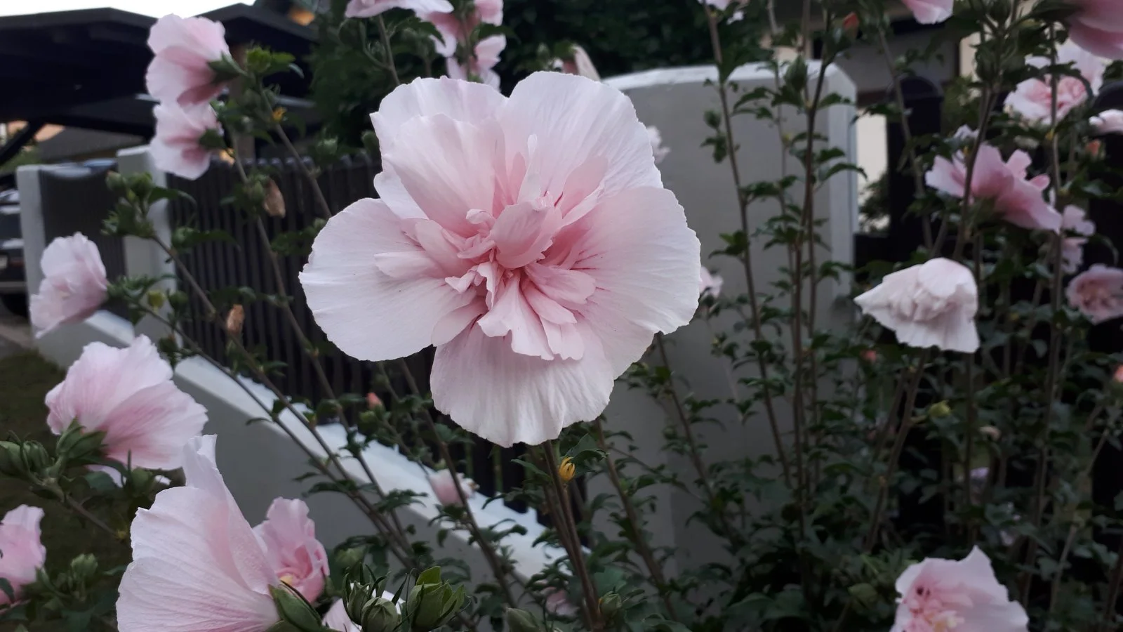 20190901_064826.jpg