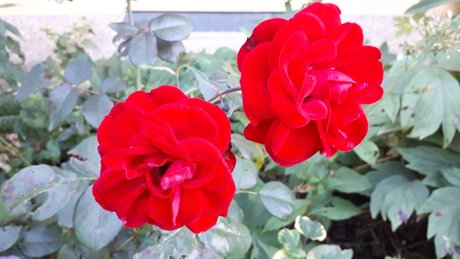 20190929_172351.jpg