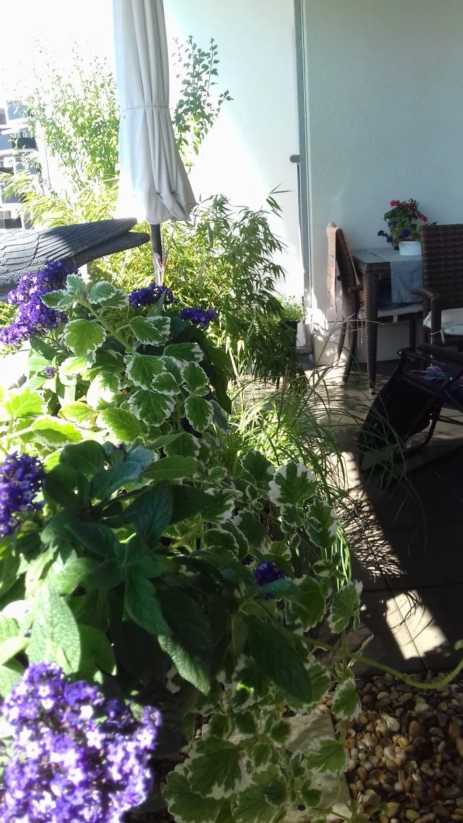 20200820_150537.jpg