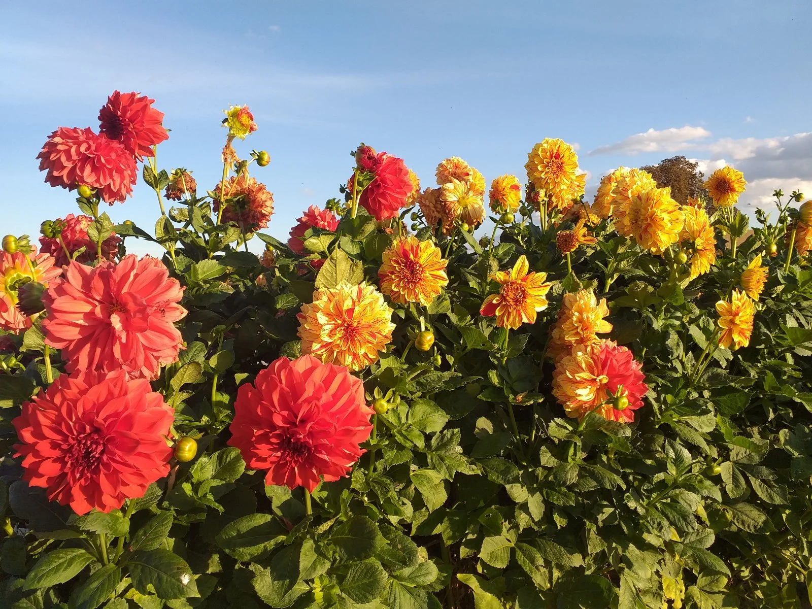 20201008_170736.jpg