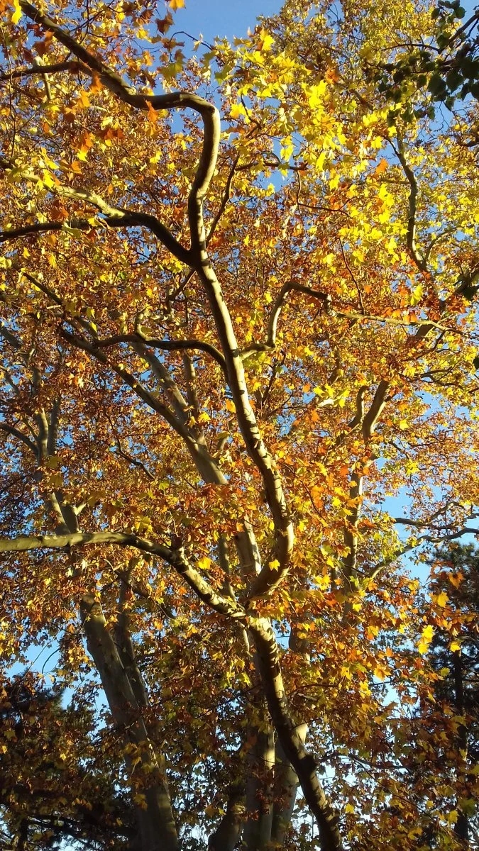 20201106_153426.jpg