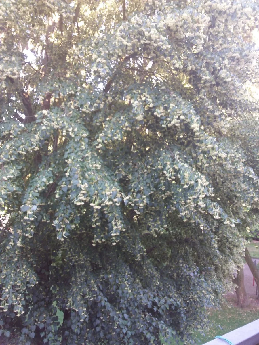 20230624_194258.jpg