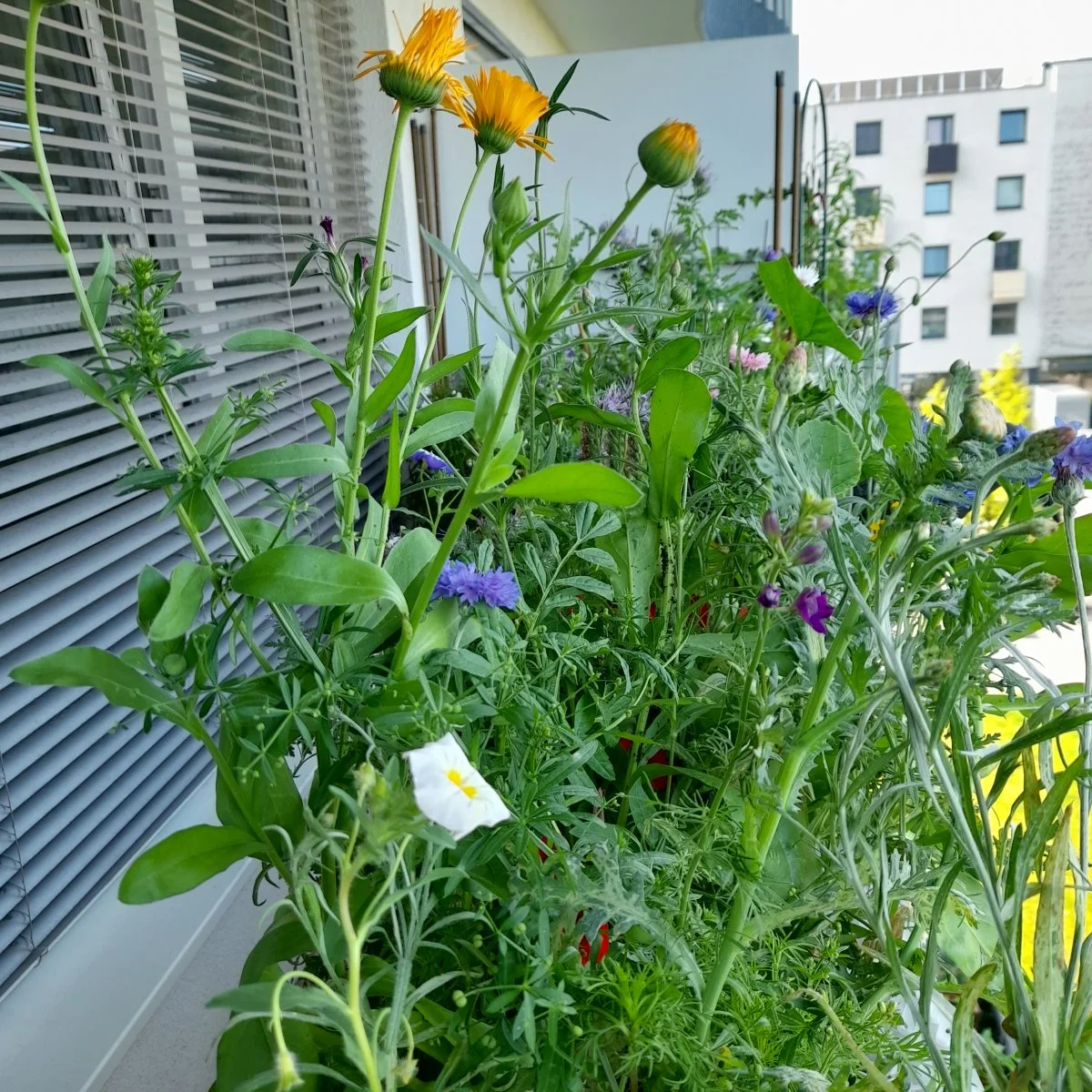 20240607_084555.jpg
