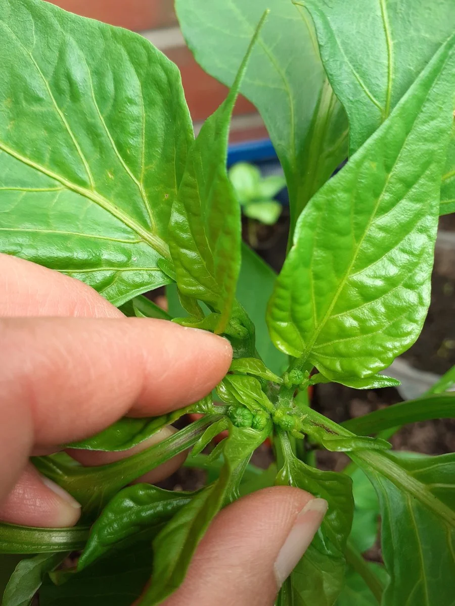 20240616_105303.jpg