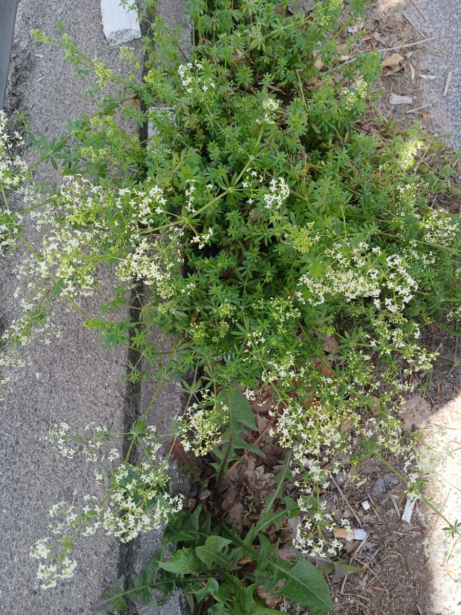 20250527_114415.webp