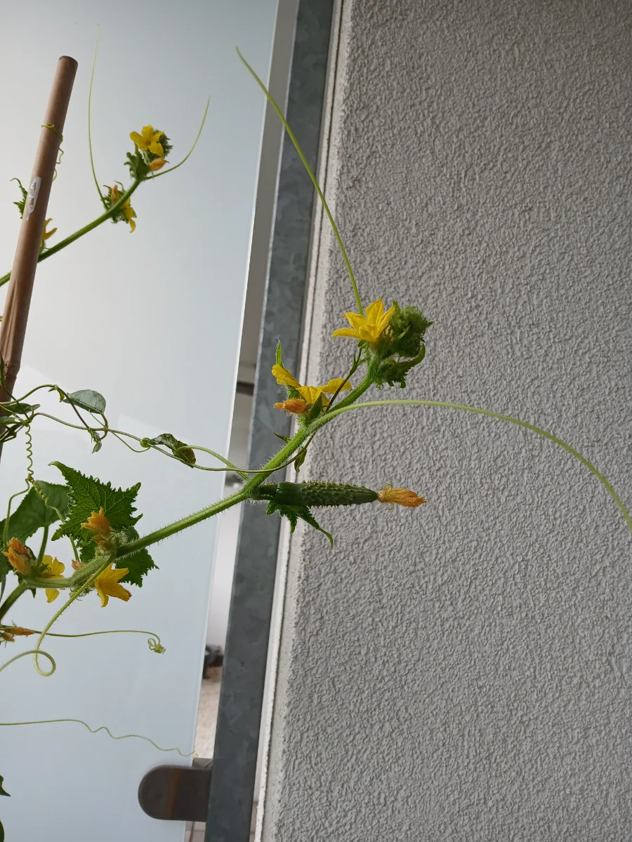 20250801_115529.webp