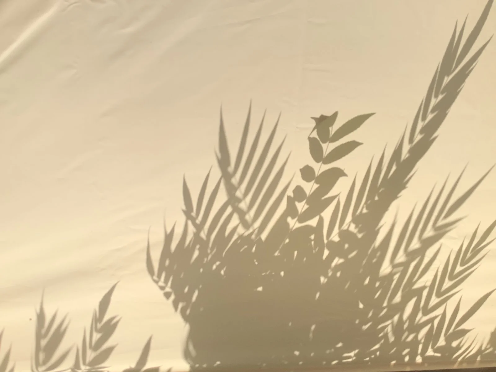 22350B0B-1F35-4F62-AAF3-050A6F7114FA.jpeg