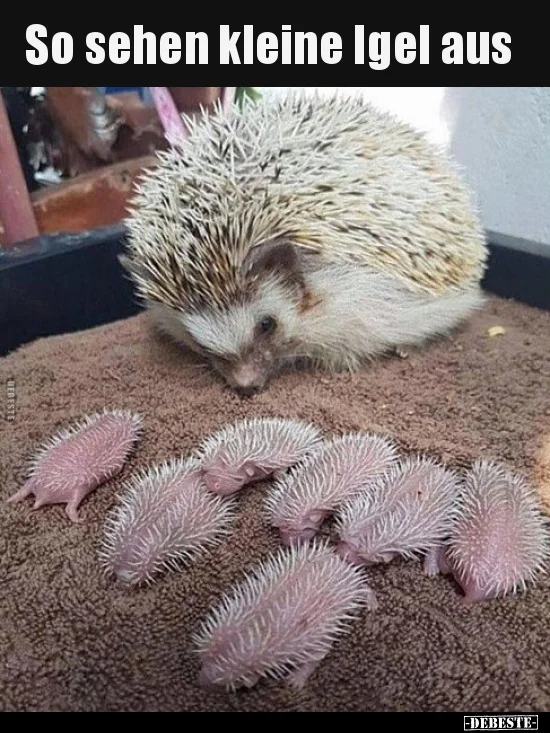 3 Igel.jpg
