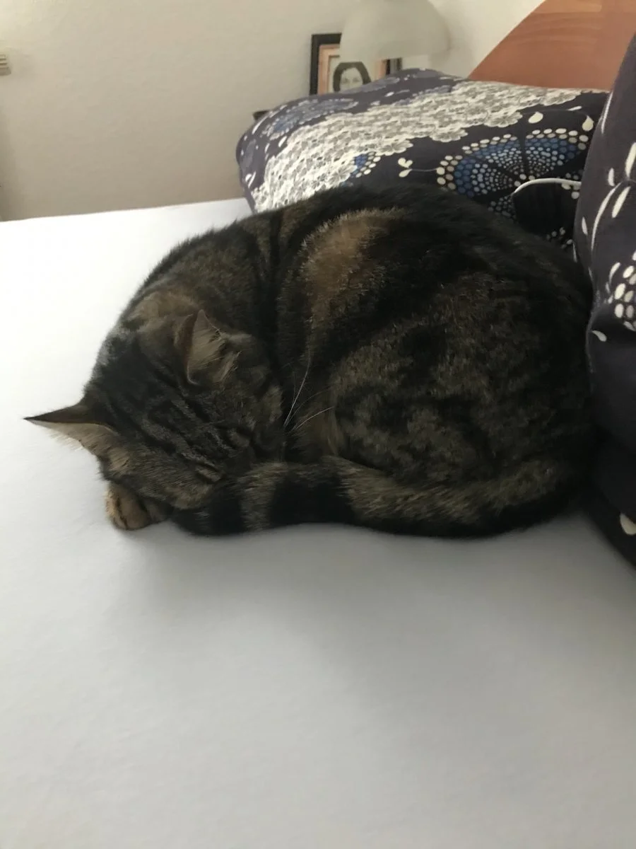 3647C002-86E2-4FEB-81FA-601B02A00FC6.jpeg