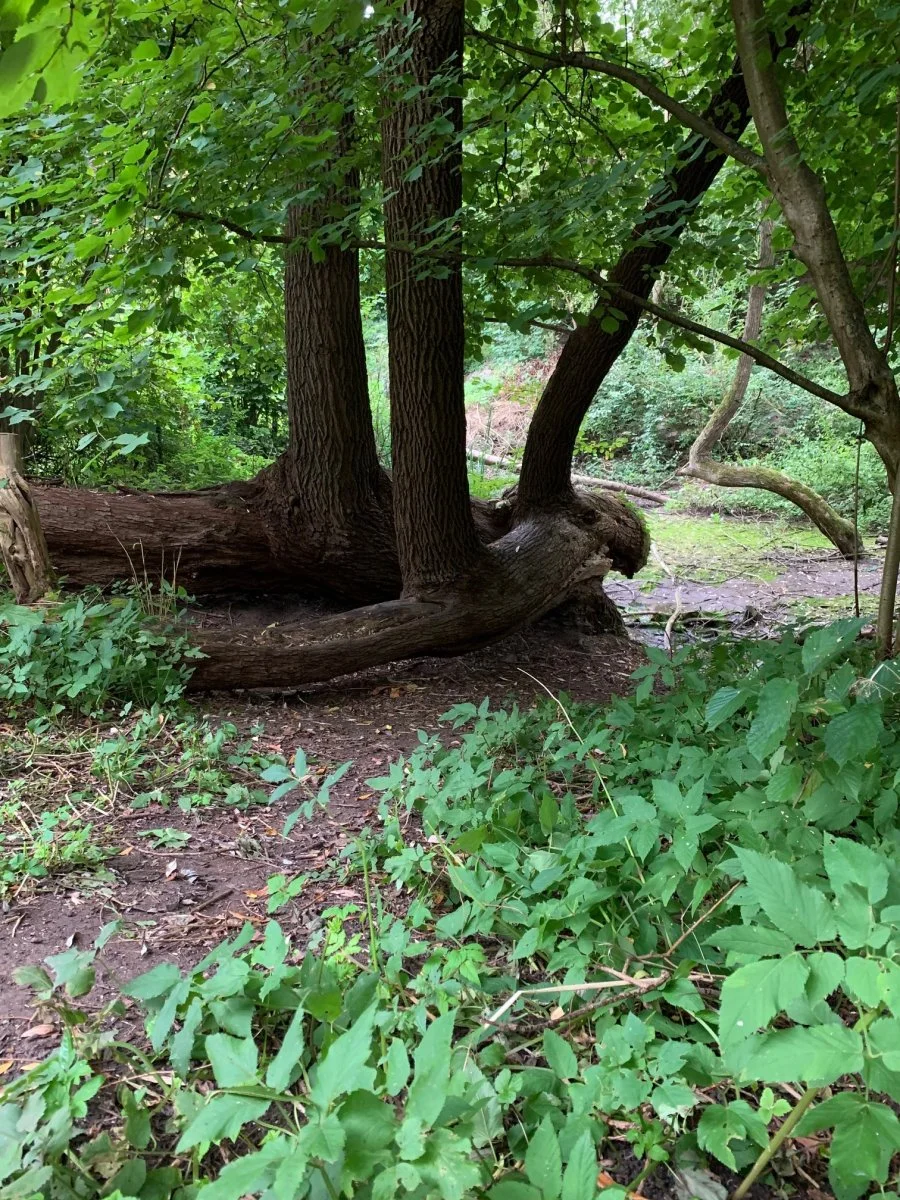 3er baum vorne.jpg