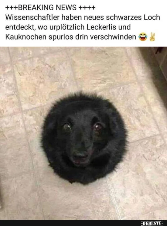 4 Hund 4656642c2e5637622e9e20bbe42147266325.jpg