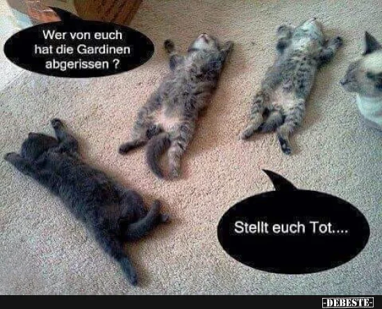 4  Katzen totstellen.jpg