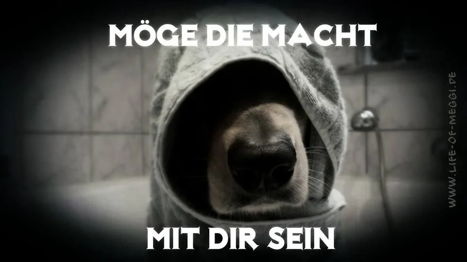 7 hund macht.jpg