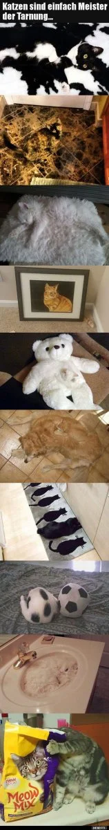 7 katzen.jpg