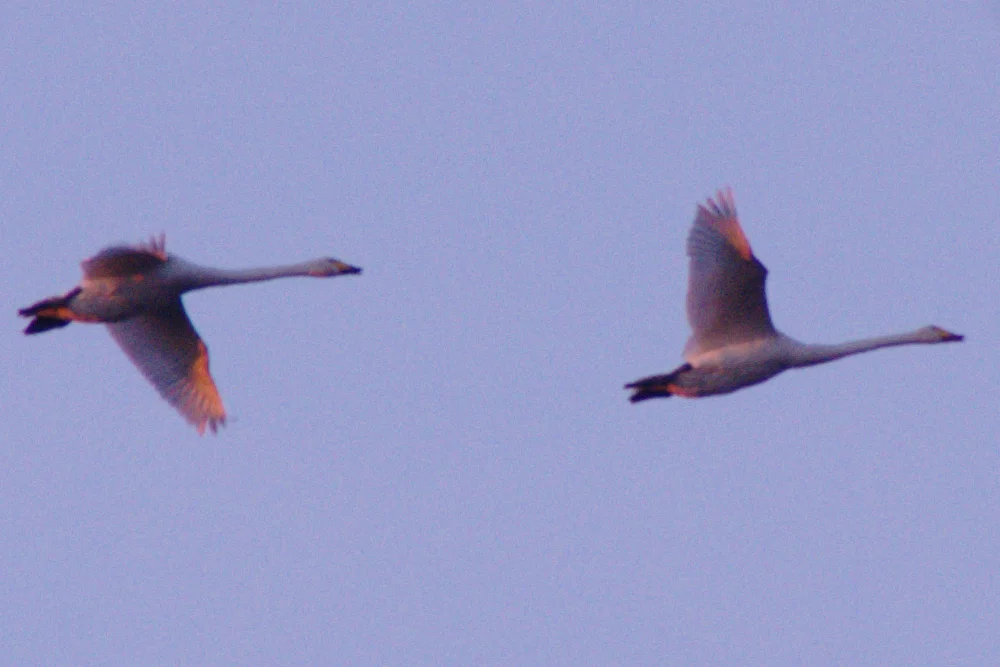 _IMGP0300c1.webp