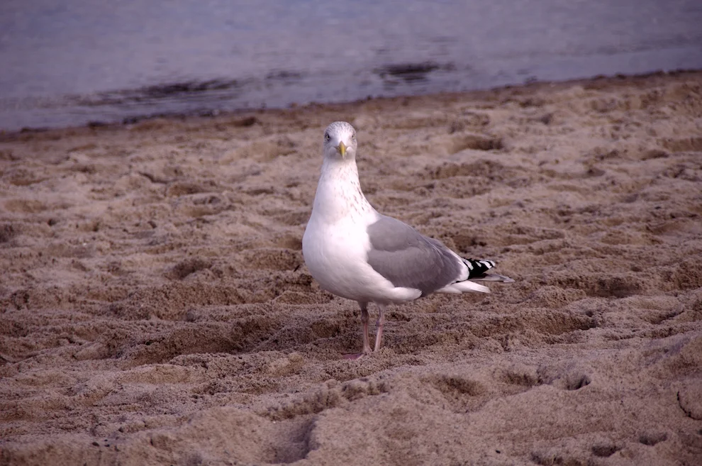 _IMGP0844k.webp