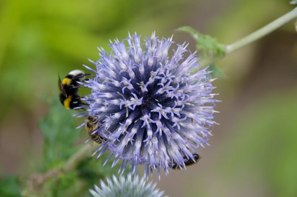 _IMGP3607k.webp