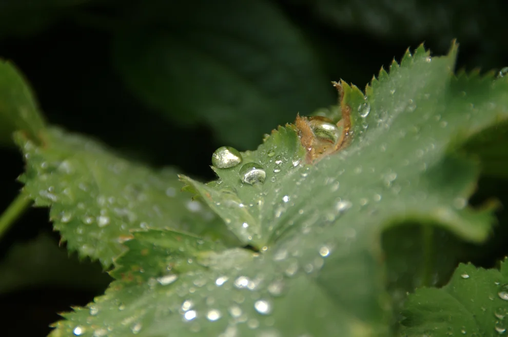 _IMGP4300k.webp