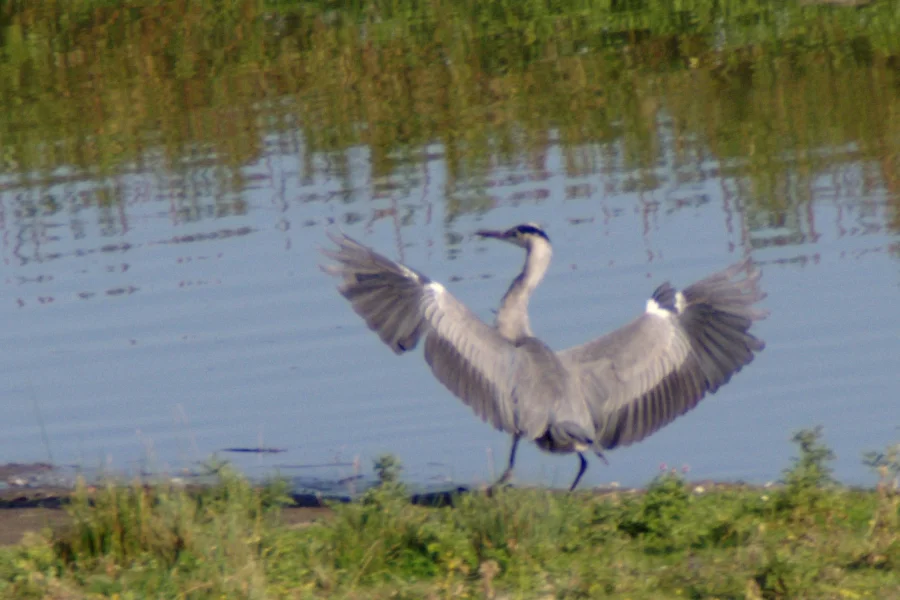 _IMGP5359c1.webp