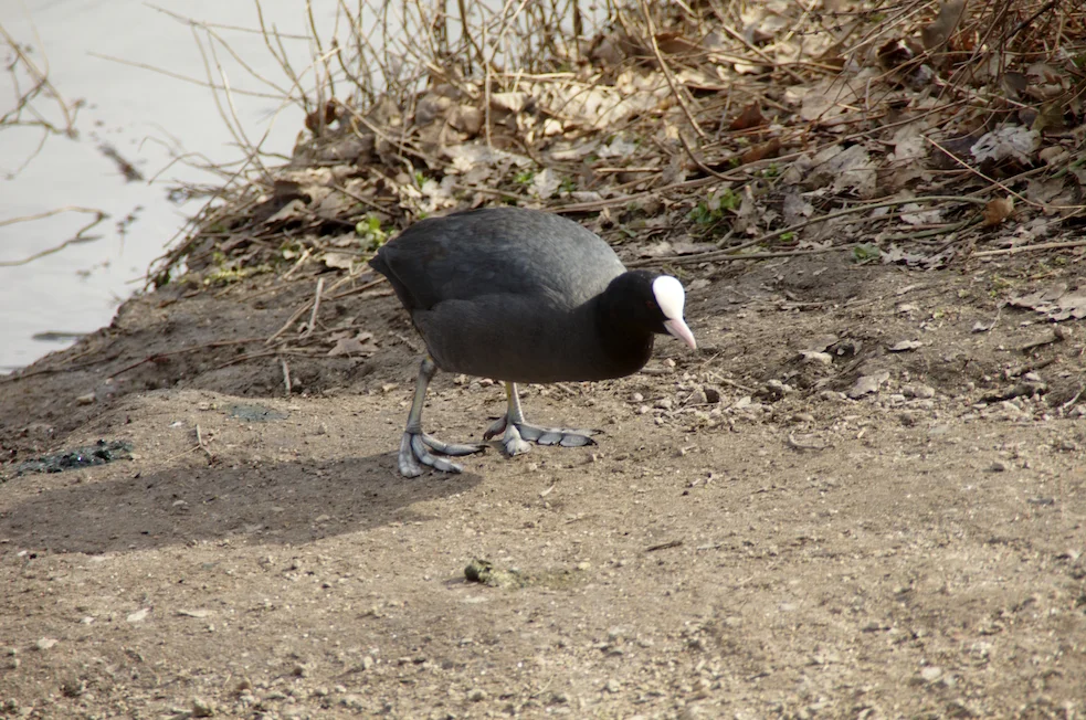 _IMGP6533k.webp
