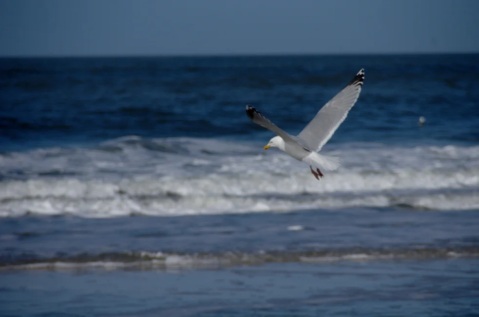 _IMGP6639k.webp