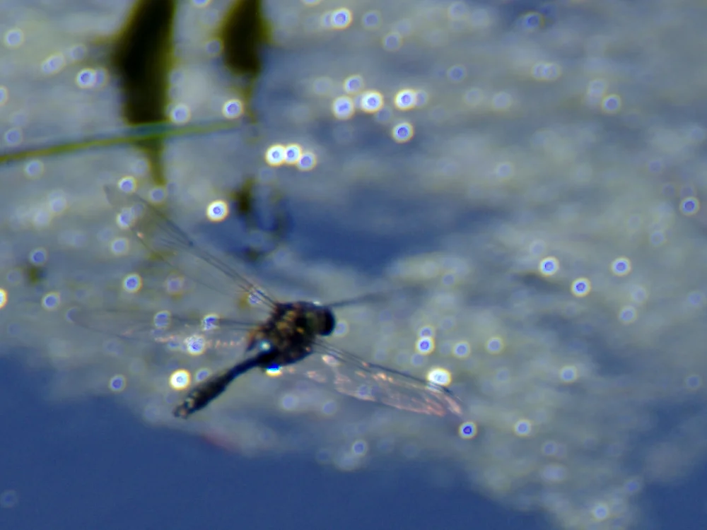 _IMGP8450c1.webp