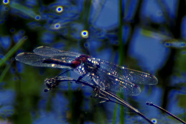 _IMGP8467c1_deconv_00.webp