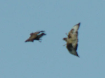 _IMGP8960c1.webp