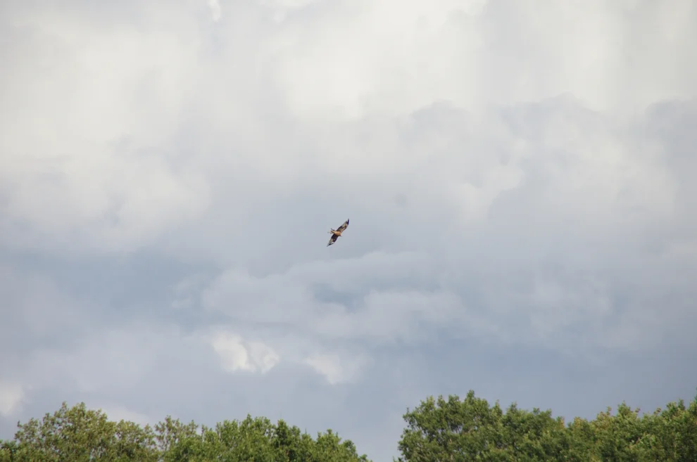 _IMGP9149k.webp