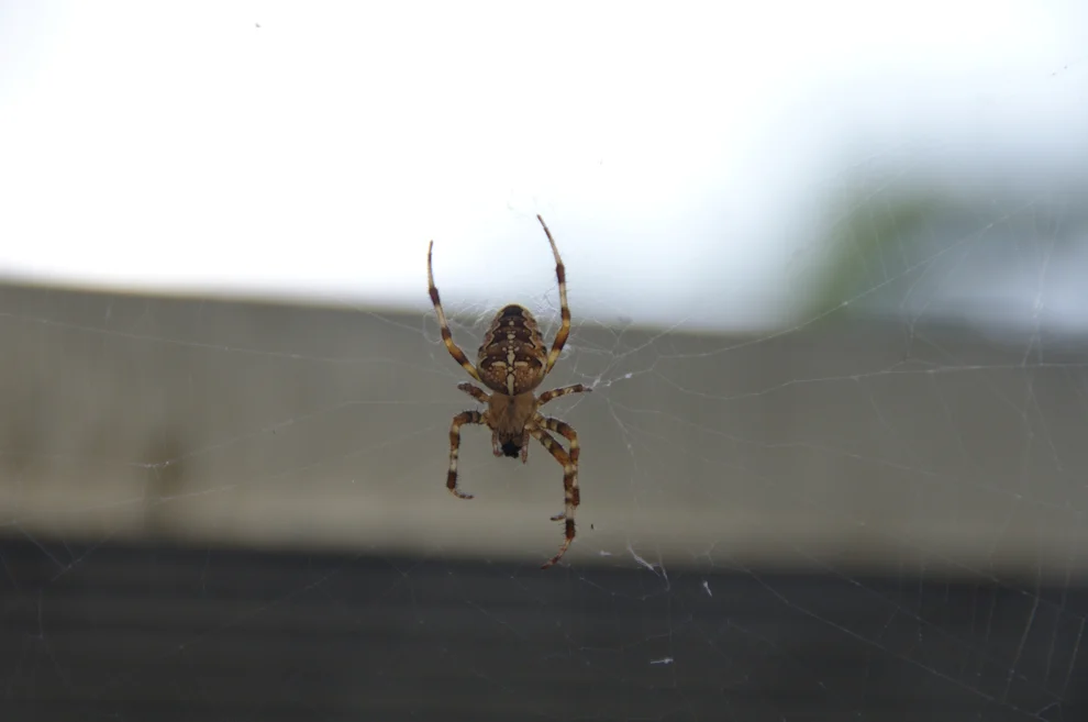 _IMGP9264k.webp
