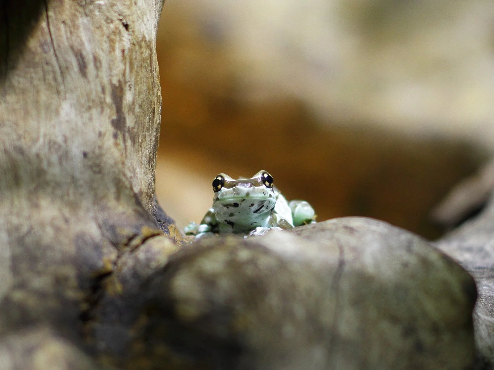 _MG_7615Basler Zoo 28.03.2013.JPG