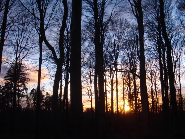Abendwald.jpg