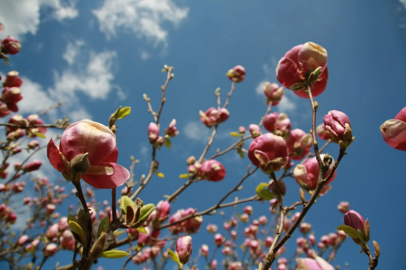 Aboretum 17.04.2011 009.jpg
