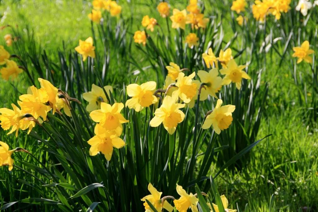 Aboretum 17.04.2011 117 (1024x683).jpg