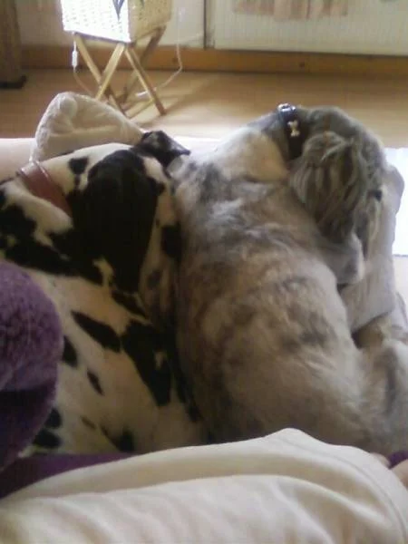 Aika und Tobi gaaaaaaaaaanz gemtlich auf der Couch