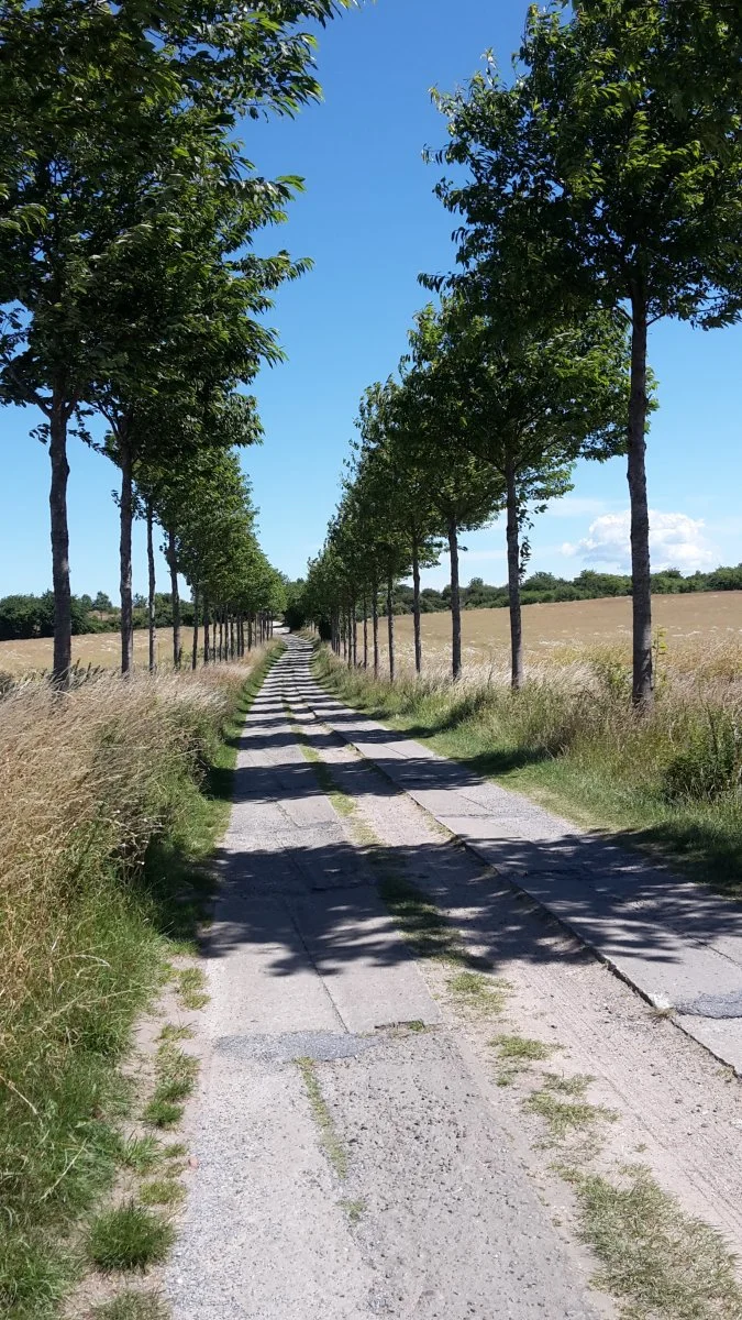 Allee in Devin /Stralsund