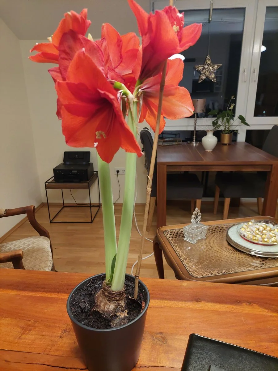 Amaryllis.jpg