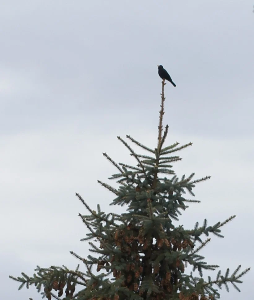 Amsel auf der Tanne.jpg