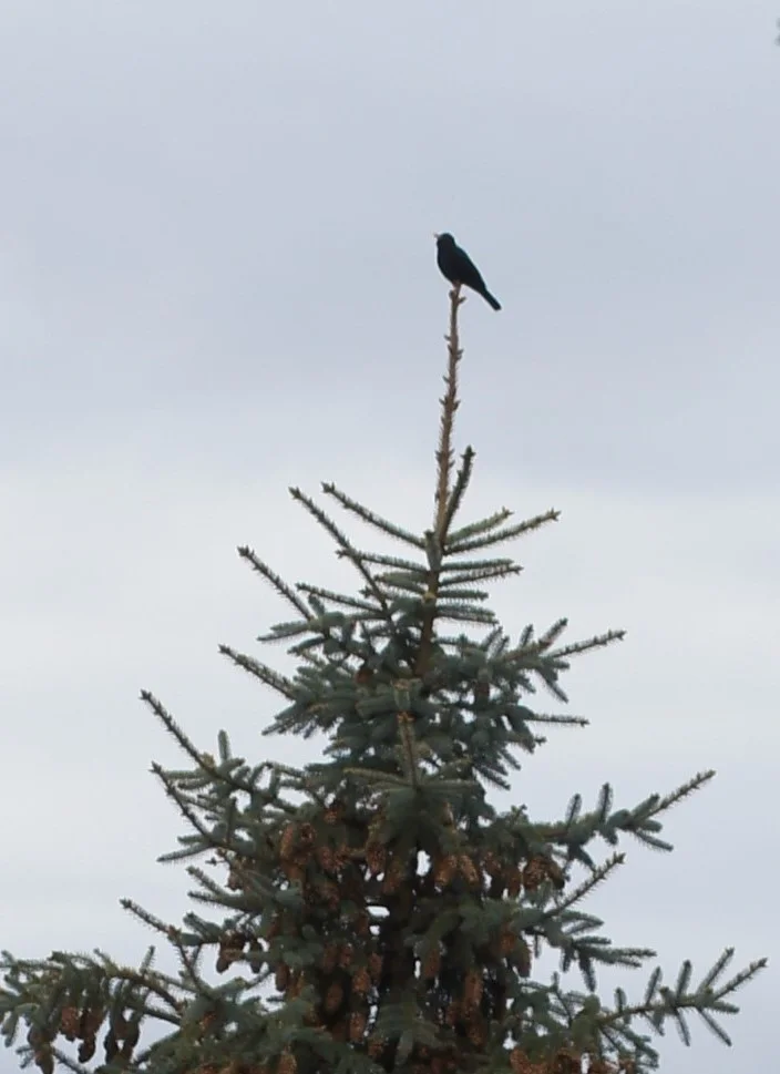 Amsel auf der Tanne.jpg