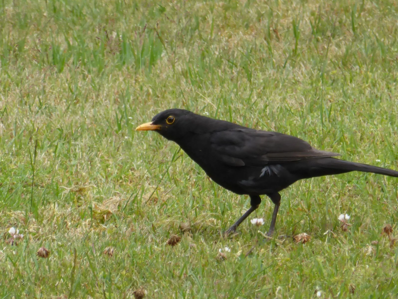 Amsel.jpg