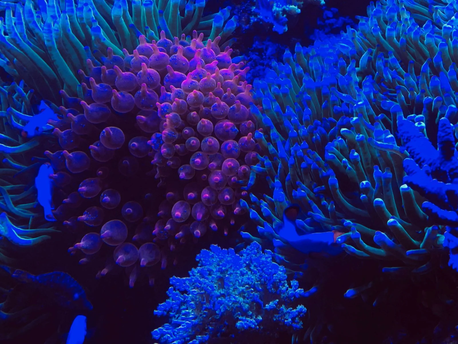 Aquarium3.jpg