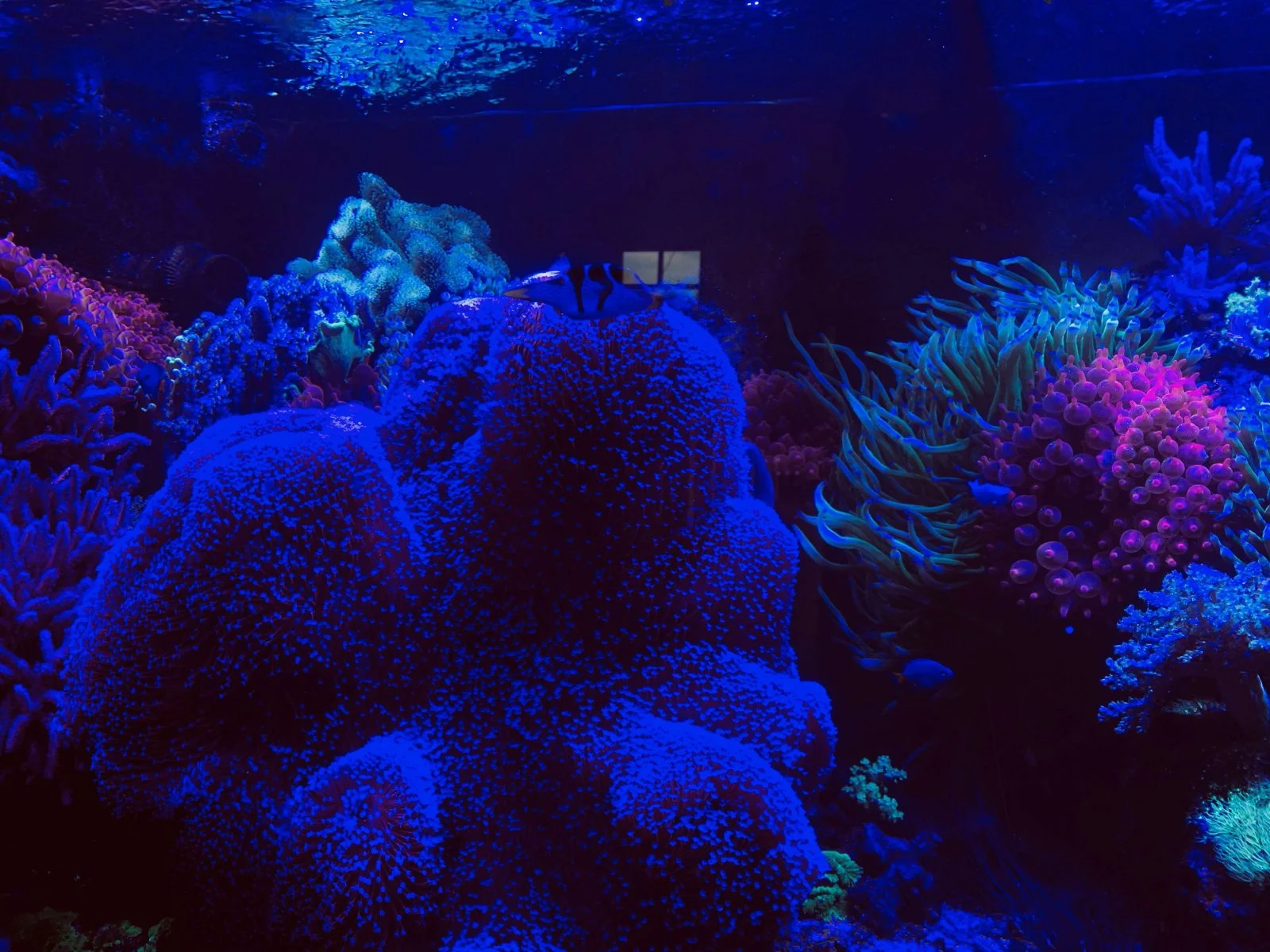Aquarium4.jpg