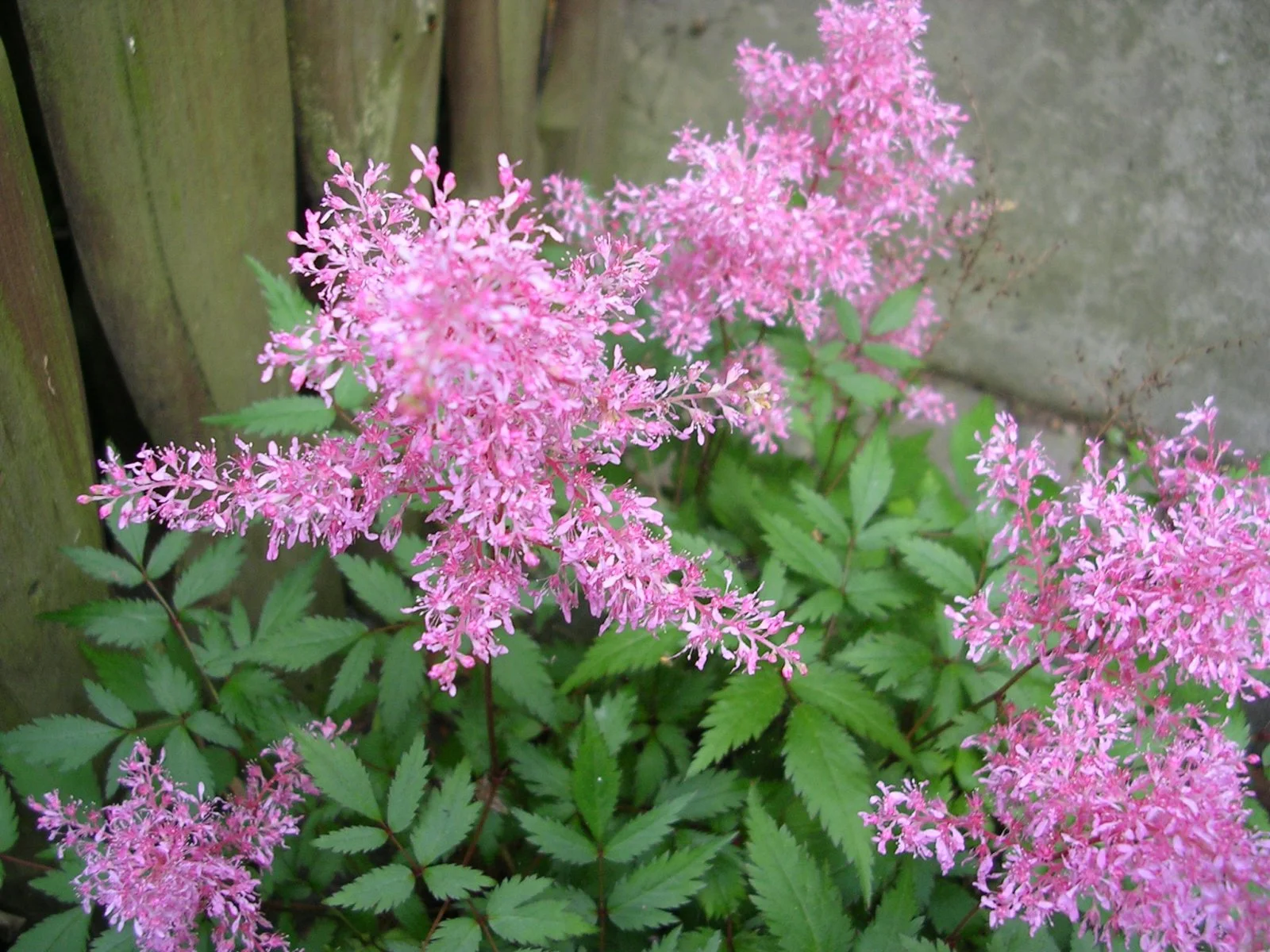 Astilbe.JPG